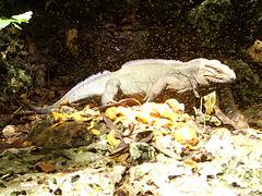 Dominican-Republic - Santo Domingo - Iguana Dominican-Republic - Santo Domingo - Iguana