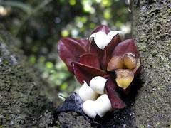 Expédition Sangha 2010 : Diospyros caniculata