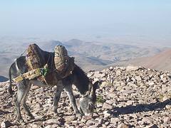 1276. Donkey. Sahand Mountains