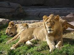 Lazy Lions at Waco Zoo Lazy Lions at Waco Zoo