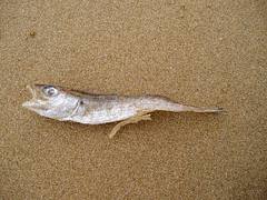 sleeping fish