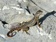 Curly-Tailed Lizard on Cat Island Curly-Tailed Lizard on Cat Island