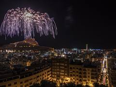 Palmera Alicante 2015 Palmera Alicante 2015