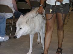 Atka 4