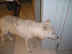 Atka 3
