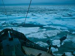 Atka in broken ice