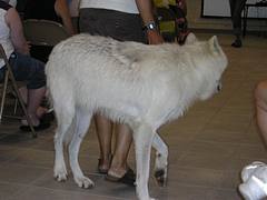 Atka 6