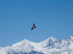 IMG_0568a