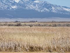 IMG_0558a