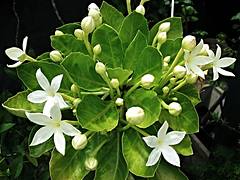 Brighamia rockii Brighamia rockii