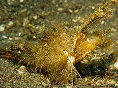 Ambon scorpionfish