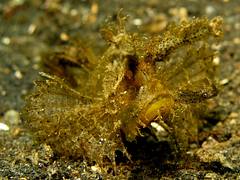 Ambon scorpionfish