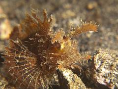Ambon Scorpionfish - Pteroidichthys amboinensis