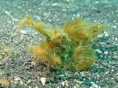 Hairy or Ambon Scorpionfish