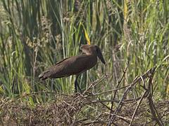 Hamerkop (Scopus umbretta)