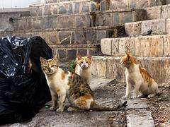 Gang of three more citizens of Amman