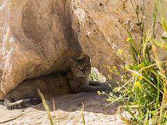 cat122, Citizen of Amman Citadel