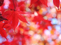 Autumn Leaf Color (Hirosaki, Aomori, Japan)