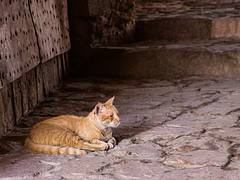 cat124, Citizen of Aqaba