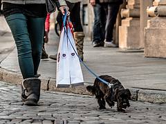 Shopping dog