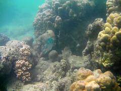 Amami island seashore