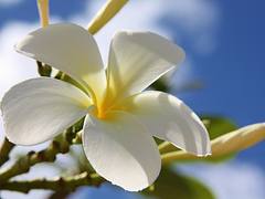 Plumeria spp. Plumeria spp.