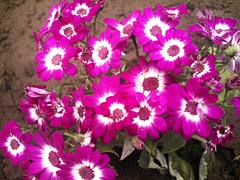 Flores de Arica