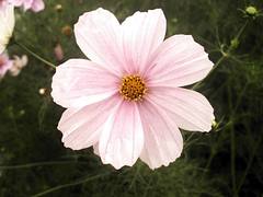 flores de Arica