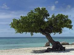 Aruba Divi Tree - Eagle Beach