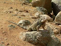 Aruba Iguana