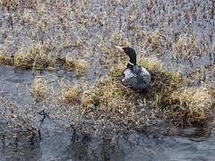 BLM Summer Roadtrip: Wildlife in the National Petroleum Reserve-Alaska