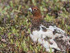 BLM Summer Roadtrip: Wildlife in the National Petroleum Reserve-Alaska