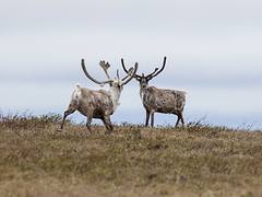 BLM Summer Roadtrip: Wildlife in the National Petroleum Reserve-Alaska