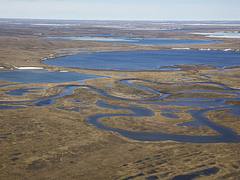 BLM Summer Roadtrip: Wildlife in the National Petroleum Reserve-Alaska