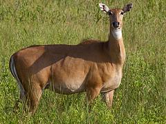 Velavadar National Park