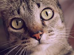 meow