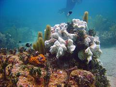 Bimini - Coral Reef Bimini - Coral Reef