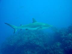 Bimini - Carribean Reef Shark Bimini - Carribean Reef Shark