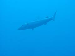 Bimini Diving Bimini Diving