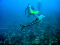 Bimini - Diving with a ramora Bimini - Diving with a ramora