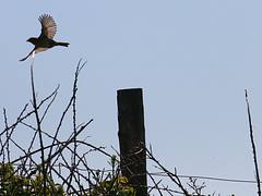 Take flight