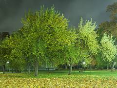 Trees