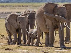 Elephants Herd Amboseli