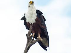 African Fish Eagle African Fish Eagle