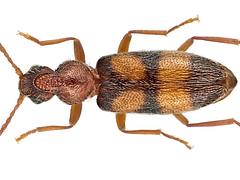 Notoxus longitarsus Uhmann, 1987 Notoxus longitarsus Uhmann, 1987