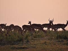 impalas impalas
