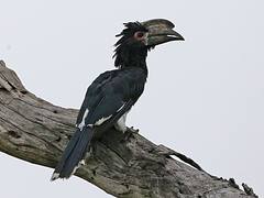 Trumpeter Hornbill Bycanistes bucinator Trumpeter Hornbill Bycanistes bucinator