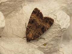 Amphipyra berbera