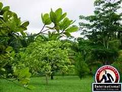 Belmopan, Cayo District, Belize Lots Land For Sale - Beautiful One Acre Belmopan, Cayo District, Belize Lots Land For Sale - Beautiful One Acre