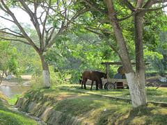 Horses in Belmopan, Belize Horses in Belmopan, Belize